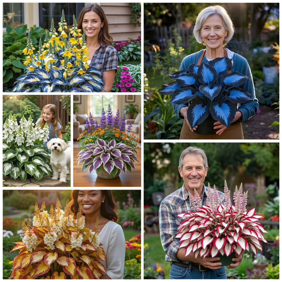 💥LAST DAY SALE 50%OFF💥🌿Premium Rare Hosta Seeds